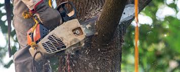 How Our Tree Care Process Works  in  Carrollwood, FL