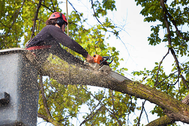 Carrollwood, FL  Tree Services Company